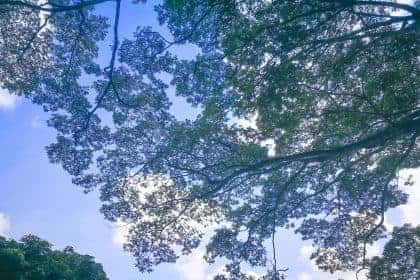 ใบจามจุรี ใบฉำฉา ใบก้ามปู ไม้ใหญ่โตเร็ว ใบมีคุณค่าต่อดิน ขวัญใจเกษตรอินทรีย์