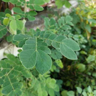 ต้นก้ามปู