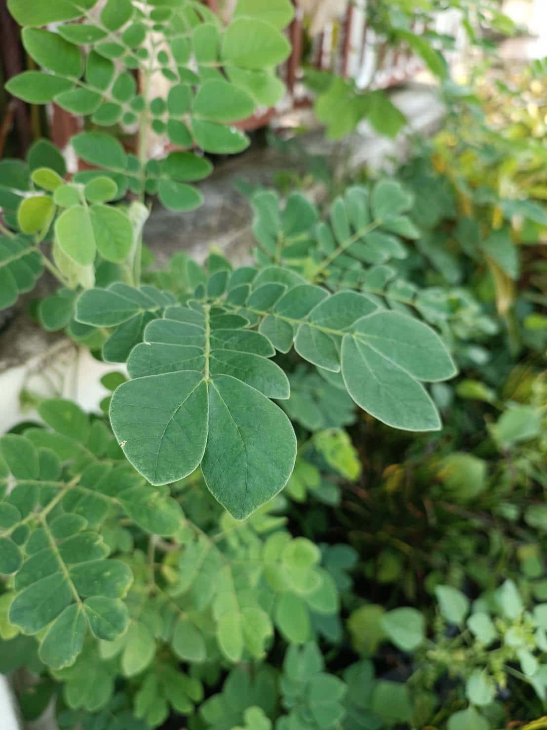 ต้นก้ามปู