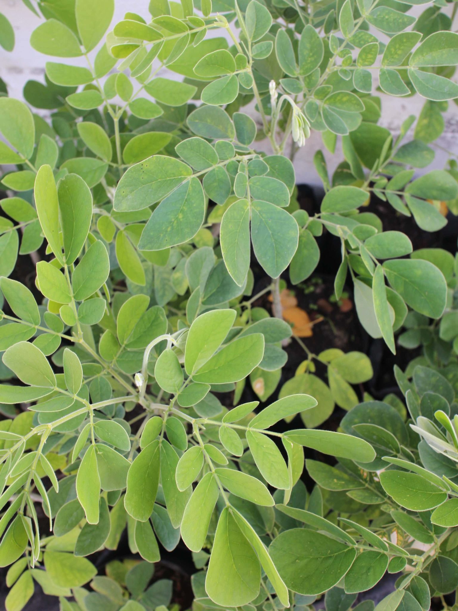 ต้นจามจุรี