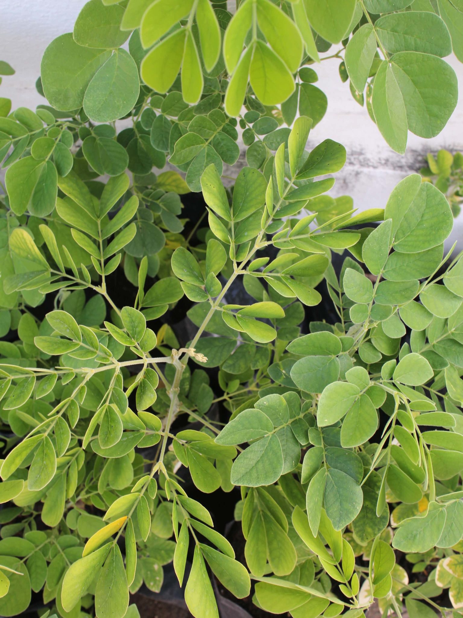 ต้นจามจุรี