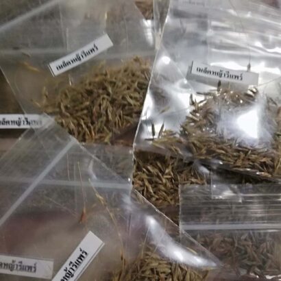 เมล็ดหญ้ารีแพร์