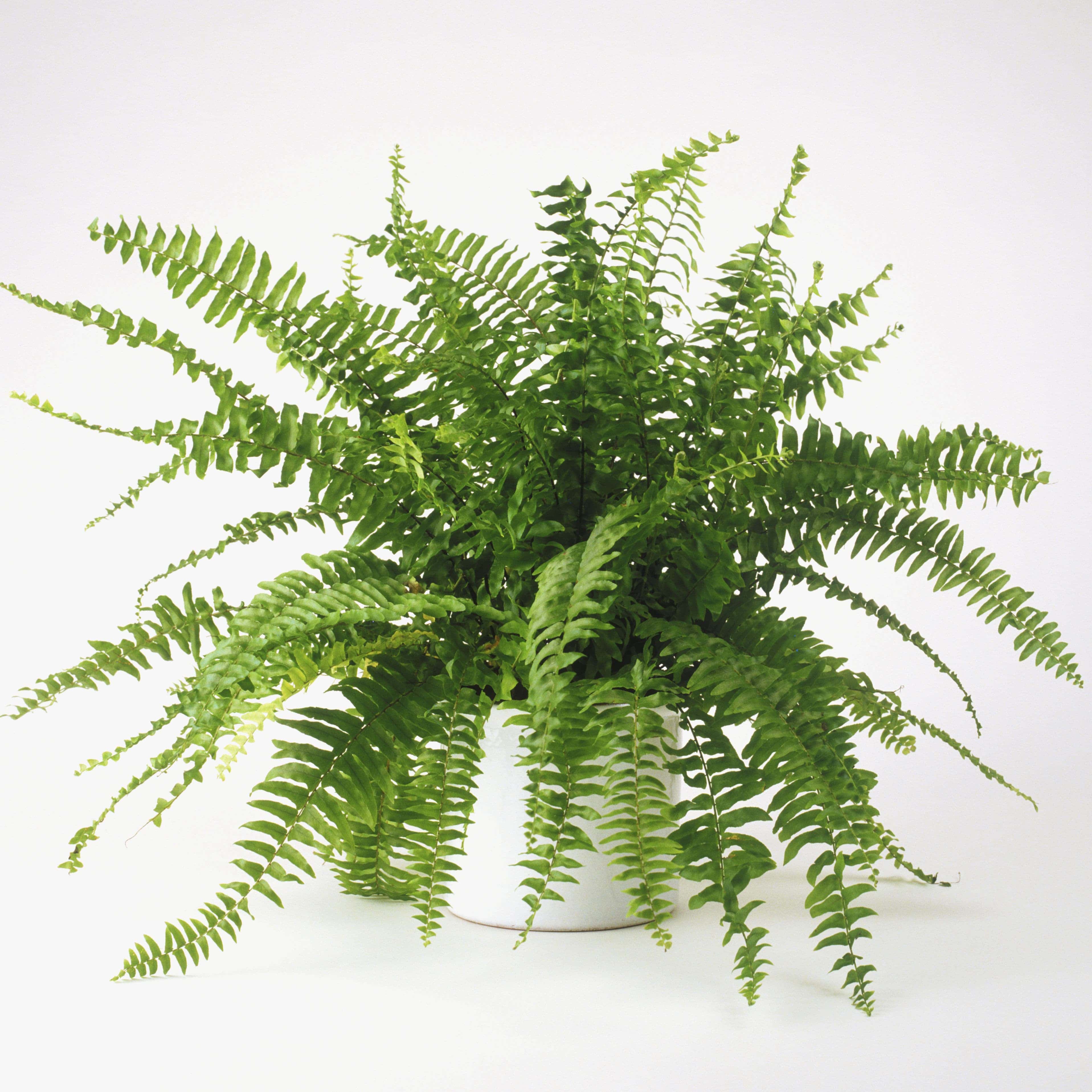 เฟิร์นบอสตัน (Boston Fern)