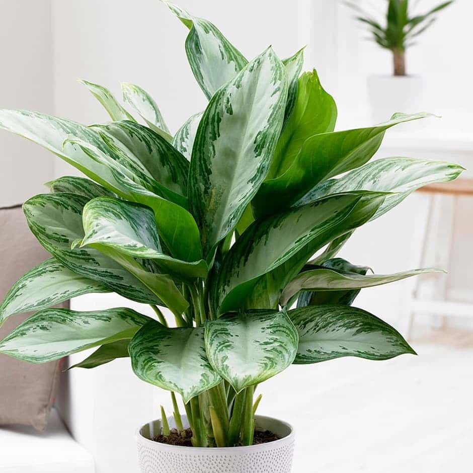 เขียวหมื่นปี (Chinese Evergreen)