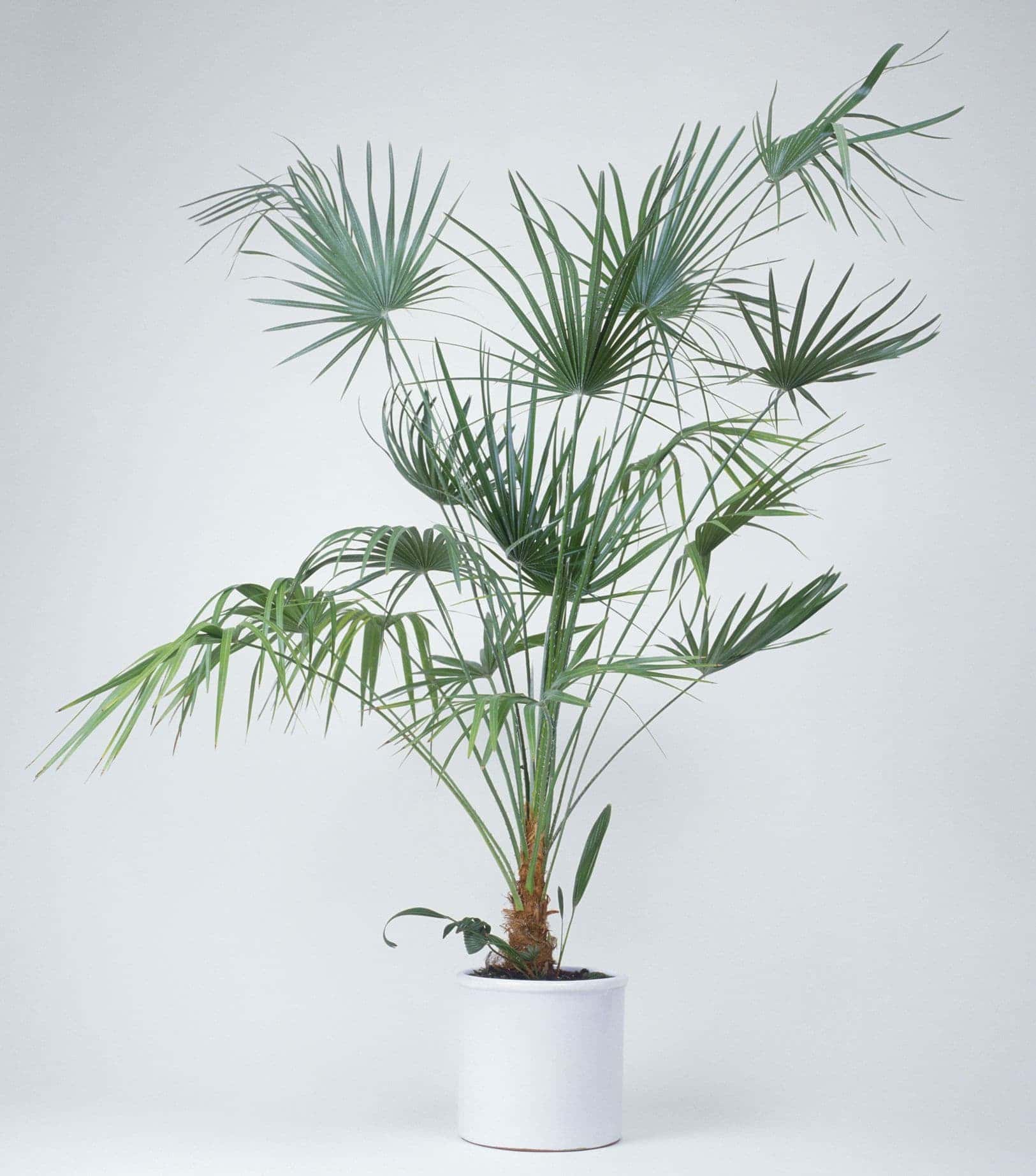 จั๋ง (Lady Palm)