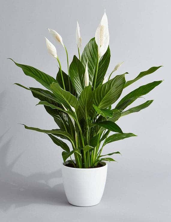 เดหลี (Peace Lily)