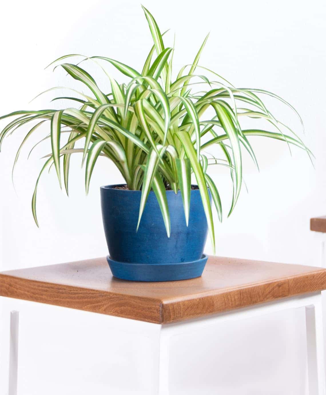 เศรษฐีเรือนใน (Spider Plant)