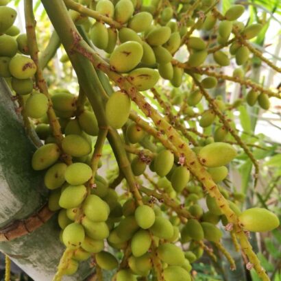 หมากเหลือง