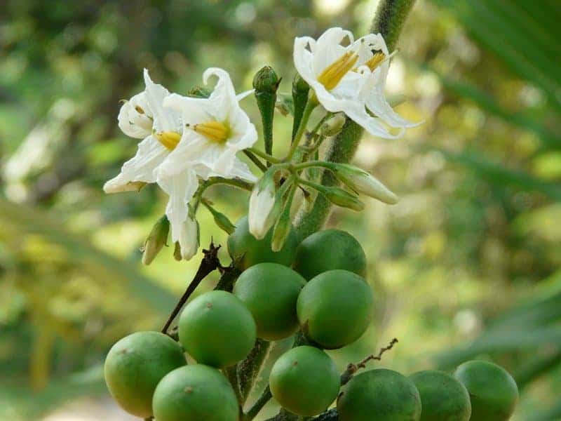 บะแคว้งขม