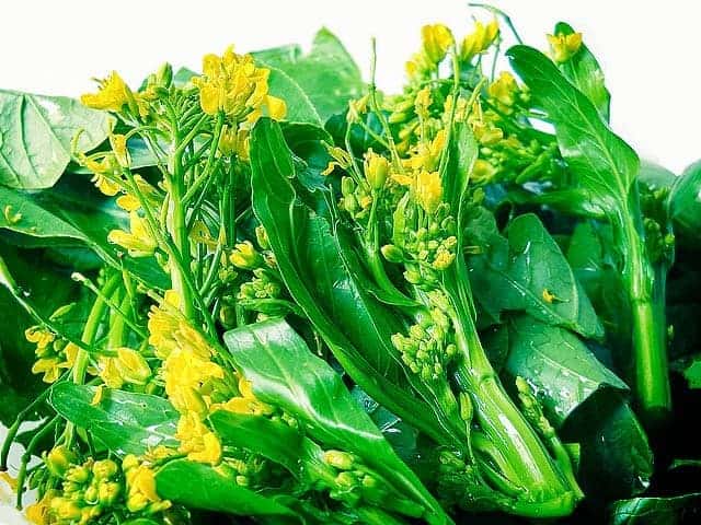 ผักกาดจ้อน หรือ ผักกาดขาวกวางตุ้ง