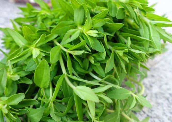 ผักขะแยง หรือ ผักแขยง หรือ ผักพา