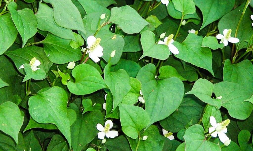 ผักคาวตอง