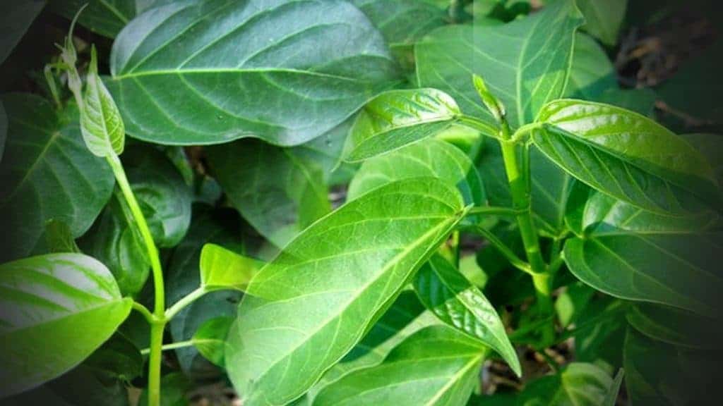 ผักเชียงดา