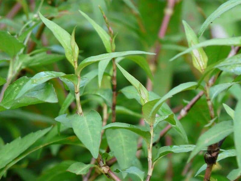 ผักแพว หรือ ผักไผ่