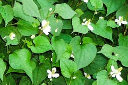 ผัก ผลไม้ และสมุนไพร ต้านไวรัสโรคโควิด-19