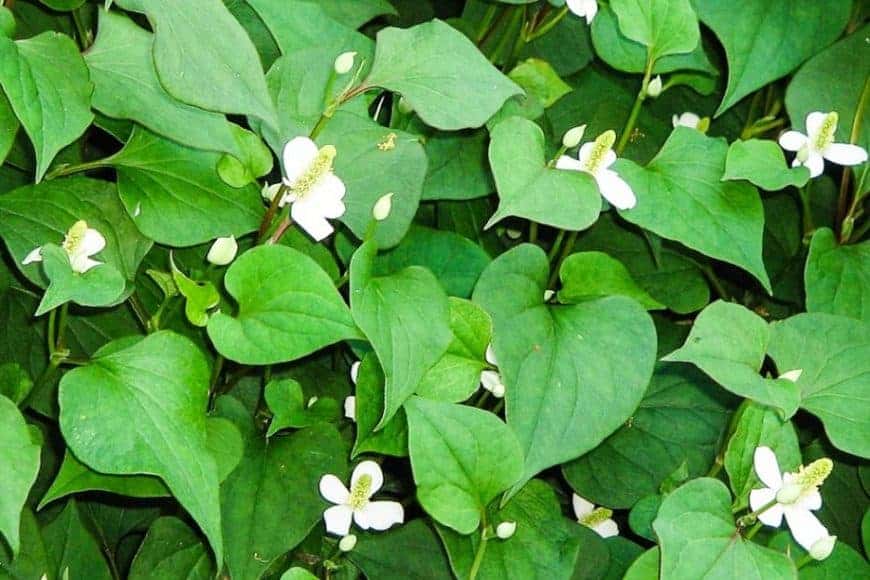 ผัก ผลไม้ และสมุนไพร ต้านไวรัสโรคโควิด-19