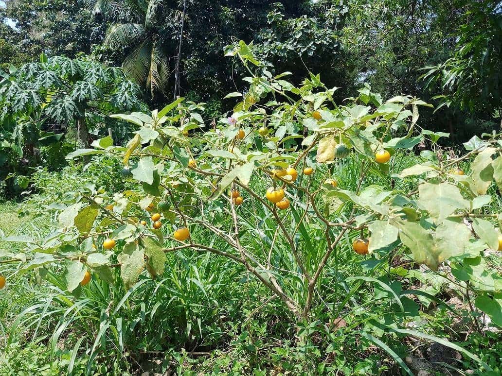 มะเขือแจ้ หรือ มะเขือขื่น