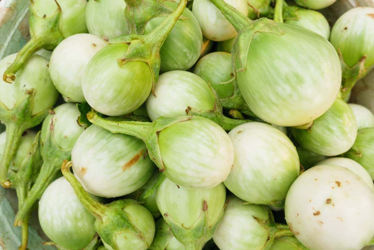 มะเขือเปราะ