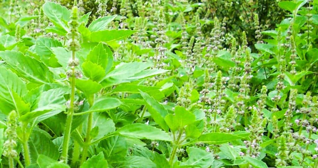 ใบจันทน์ จันทร์หอม ผักจันทร์ กะเพราญวน ยี่หร่า โหระพาช้าง