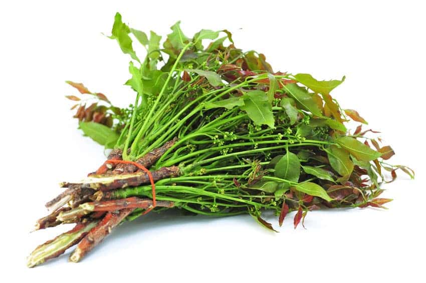 สะเลียม หรือ “สะเดา”