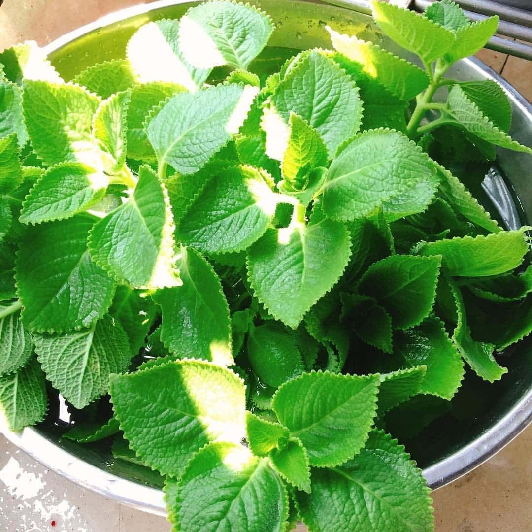 หอมด่วนหลวง หรือ หูเสือ