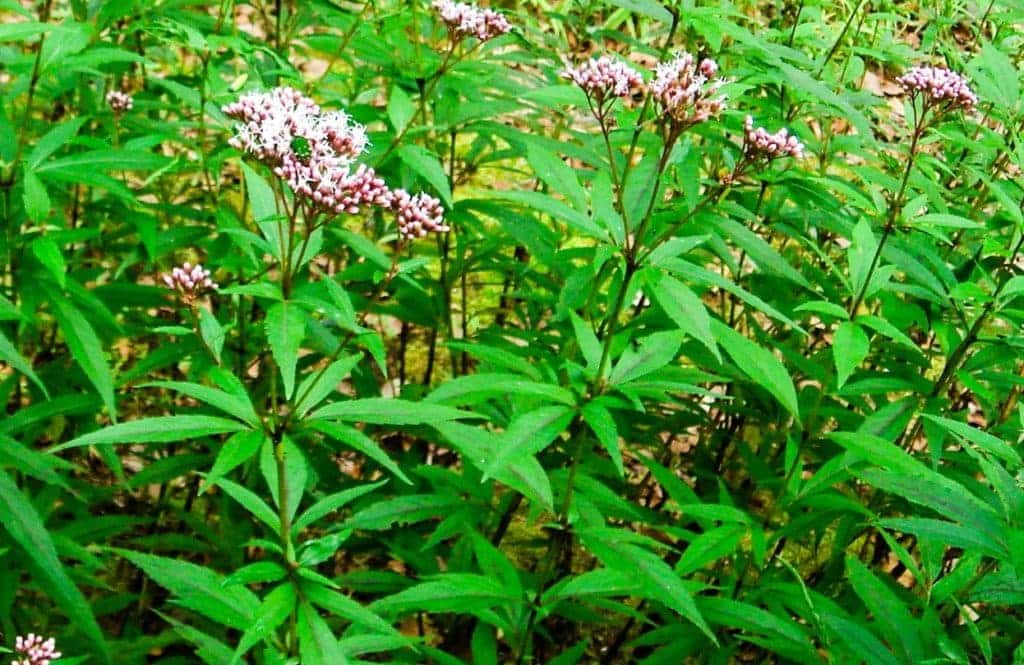 สันพร้าหอม หรือเกี๋ยงพาไย