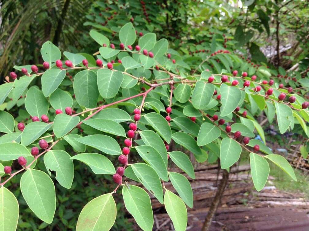 เพี้ยฟาน