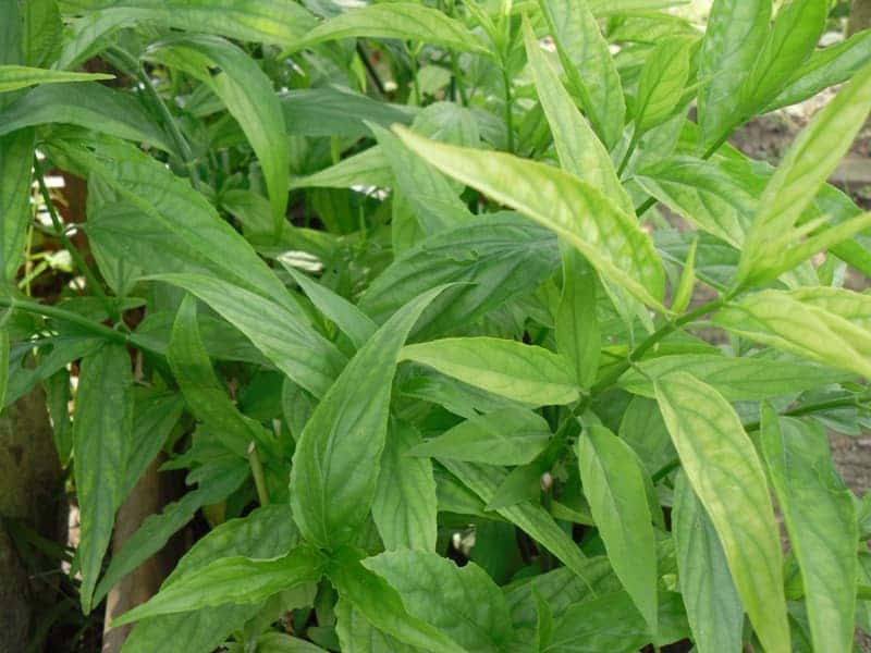 พญาปล้องทอง เสลดพังพอนตัวเมีย พญายอ หรือ ผักลิ้นเขียด