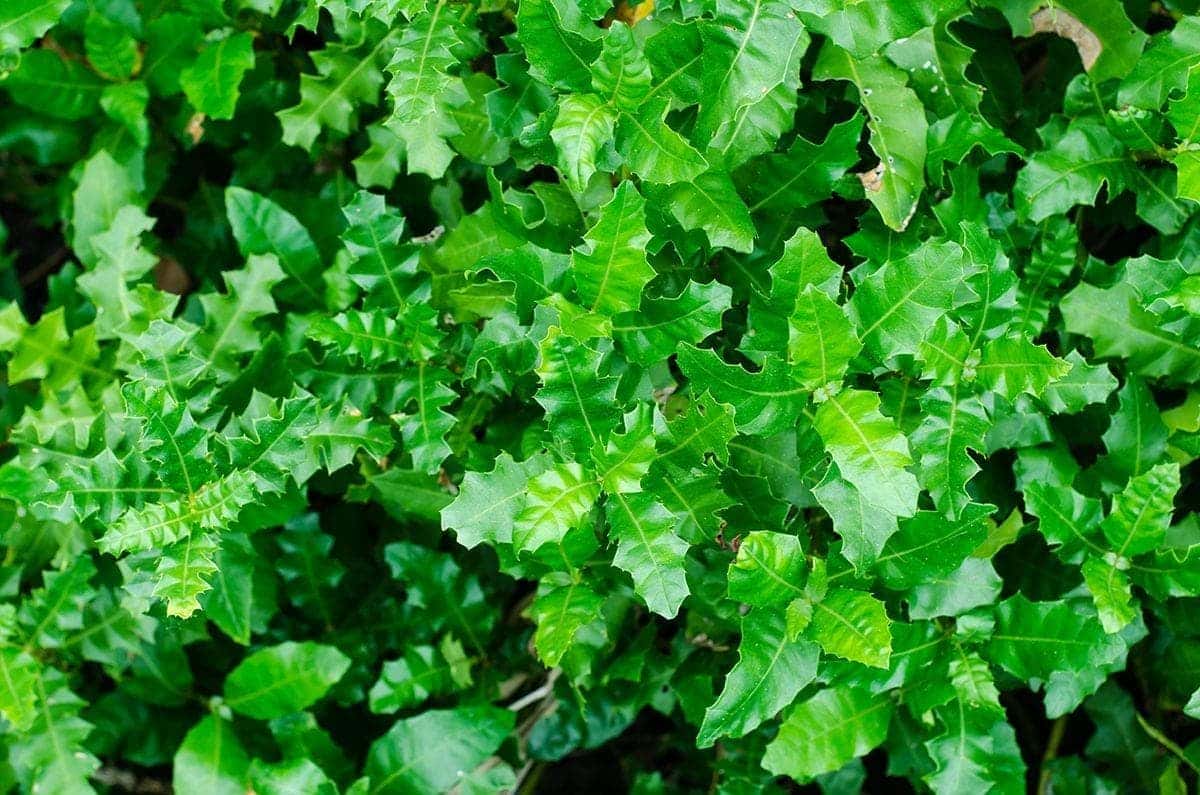 เหงือกปลาหมอ