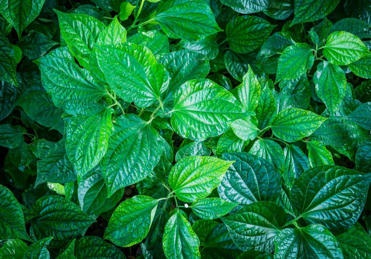 ใบชะพลู หรือ ใบปูลิง