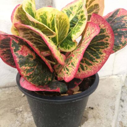 โกสนเพชรชมพู