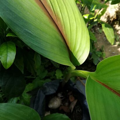 ว่านชักมดลูก