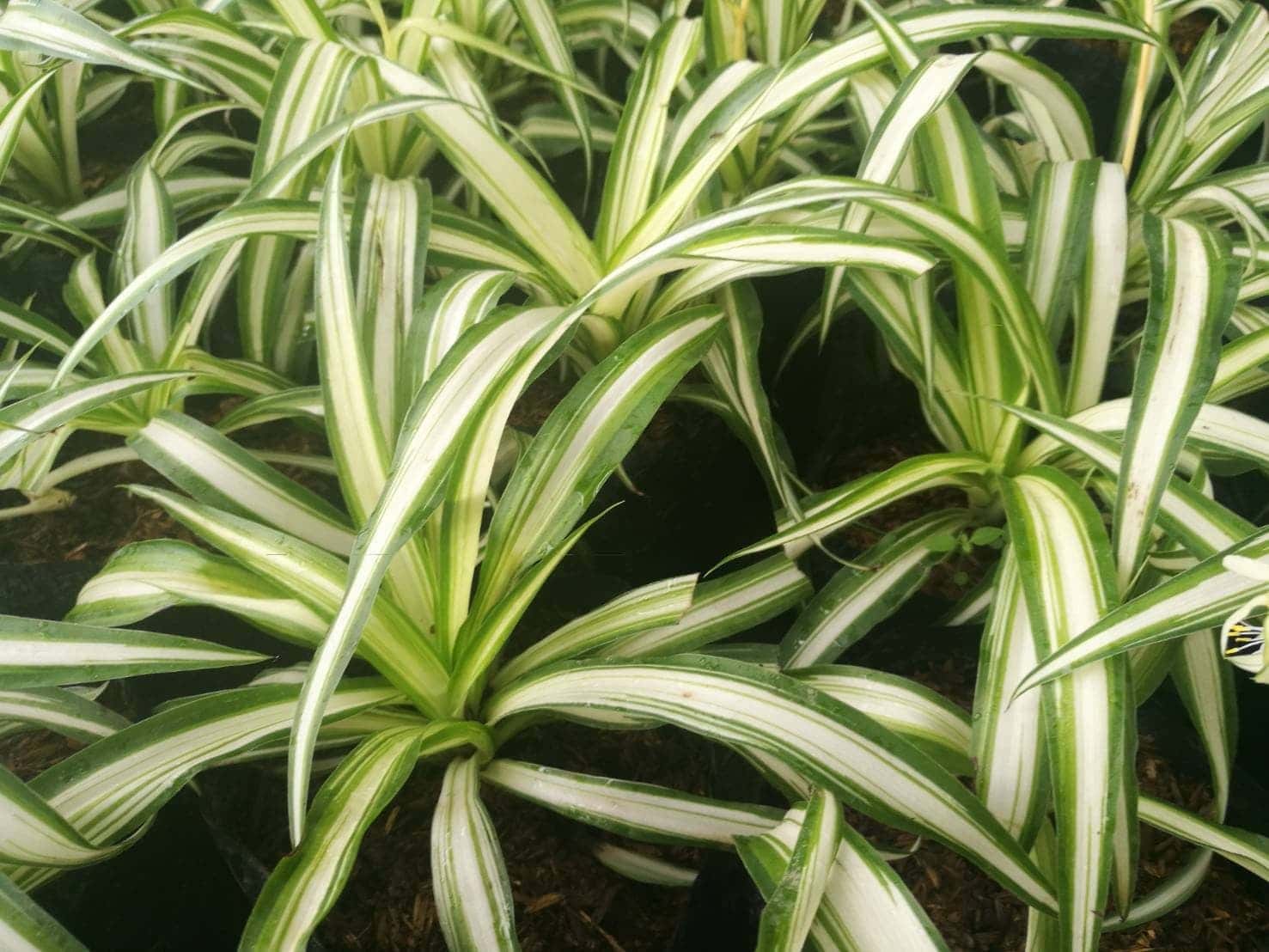 เศรษฐีเรือนใน