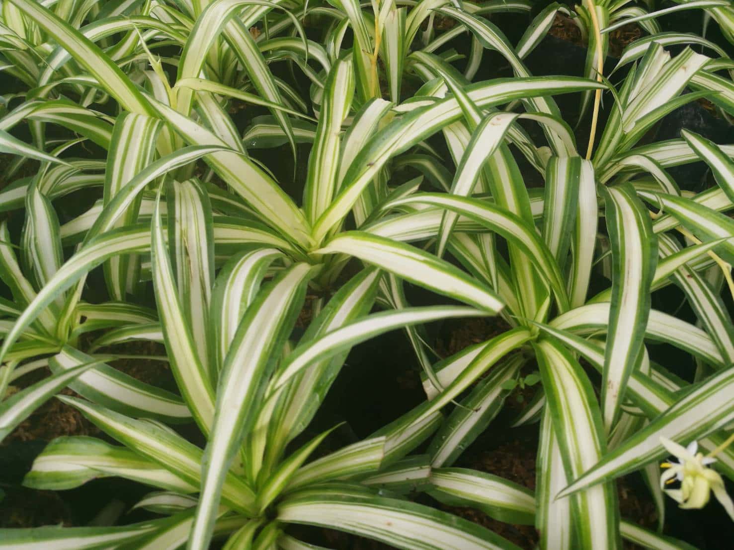 เศรษฐีเรือนใน