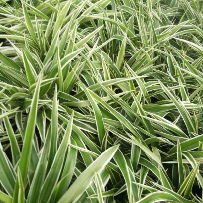 ว่านเศรษฐีเรือนนอก