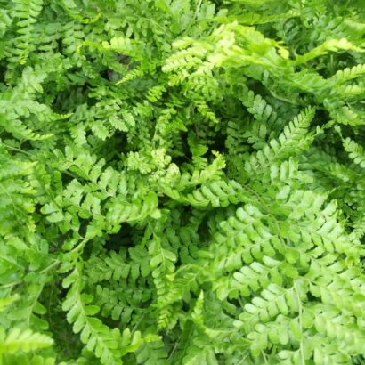 เฟิร์นอันดามัน