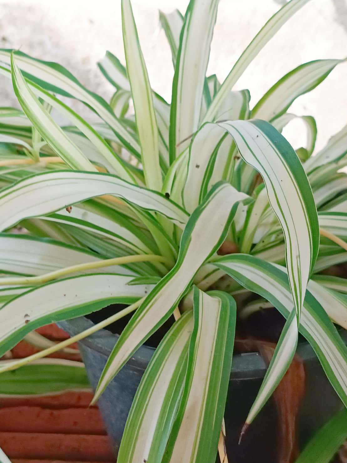 เศรษฐีเรือนใน