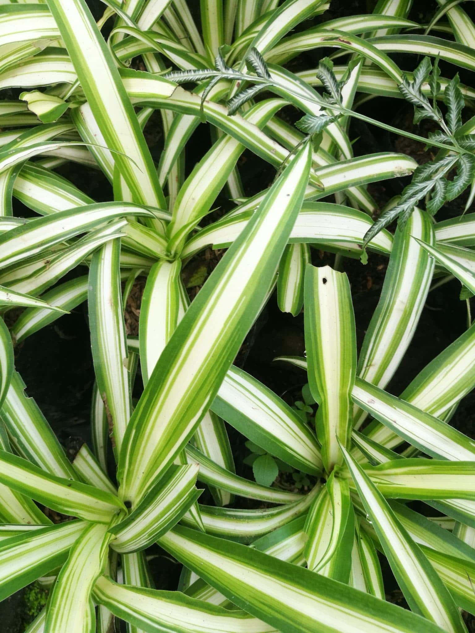 เศรษฐีเรือนใน