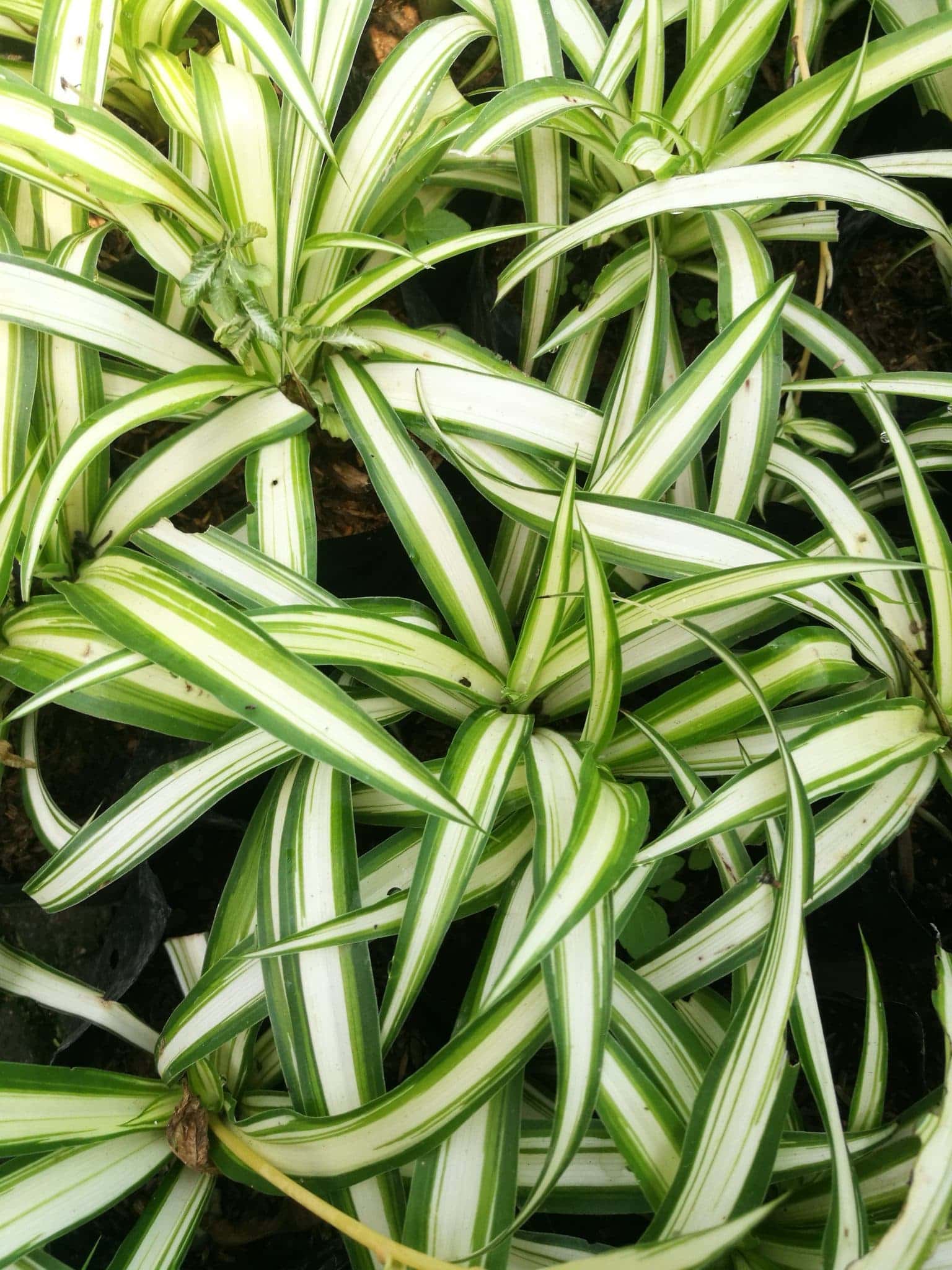 เศรษฐีเรือนใน