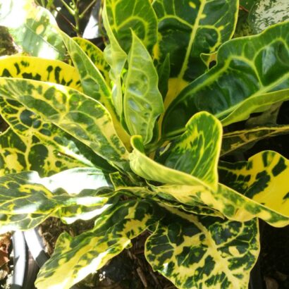 เต่ารัตนชัยสีเหลือง