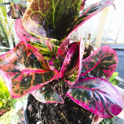 โกสนพันธุ์บุศรินทร์