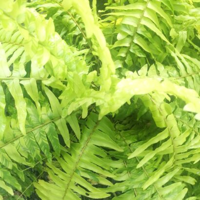 เฟิร์นบอสตันสีทอง