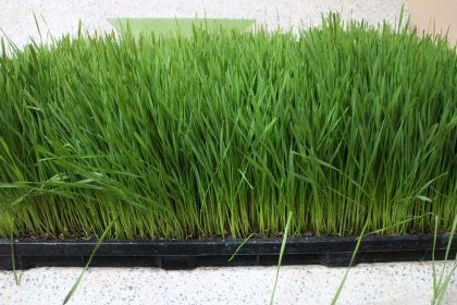 วิธีปลูกต้นอ่อนข้าวสาลีจากเมล็ดข้าวสาลี