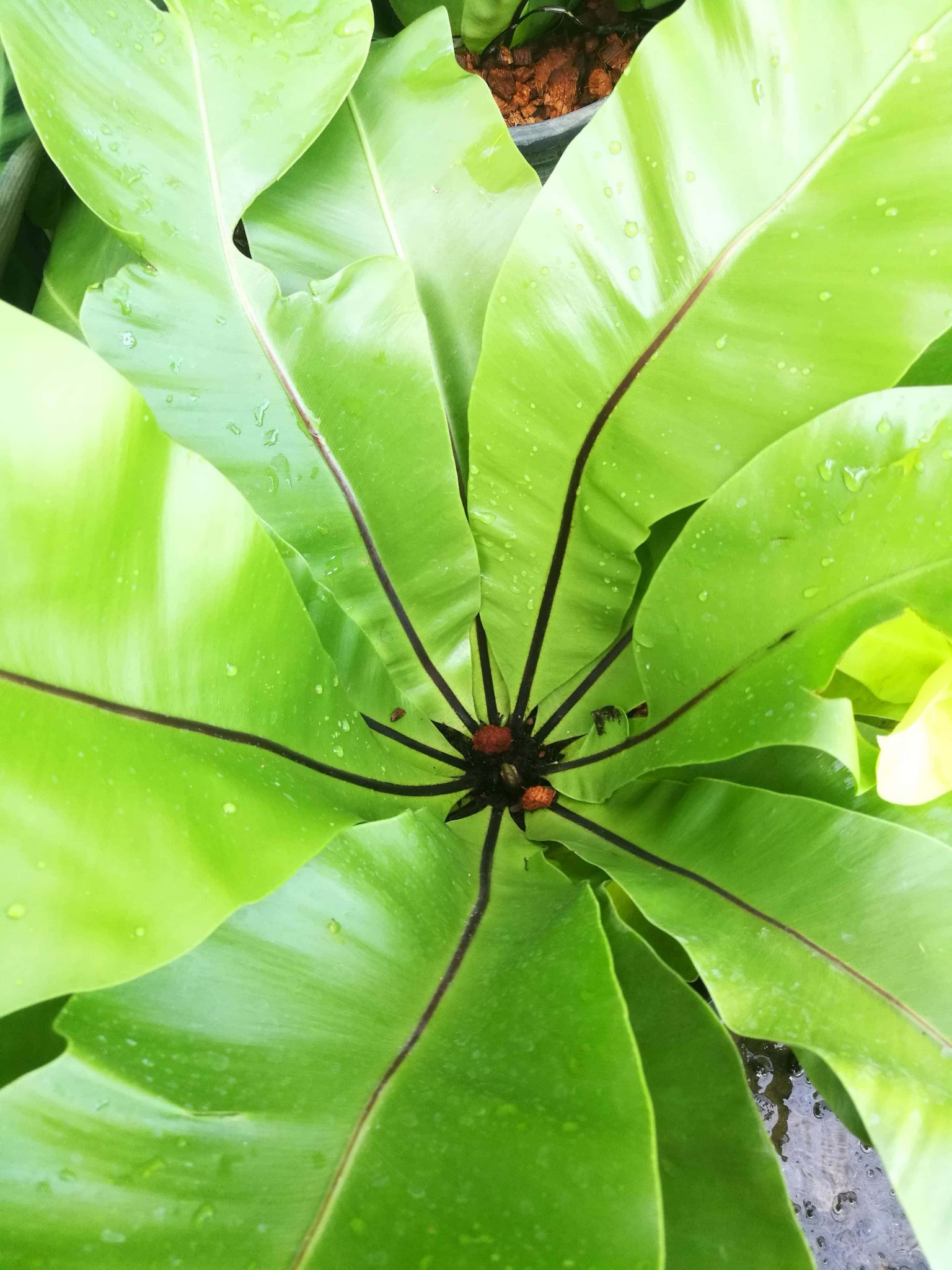 เฟิร์นข้าหลวง