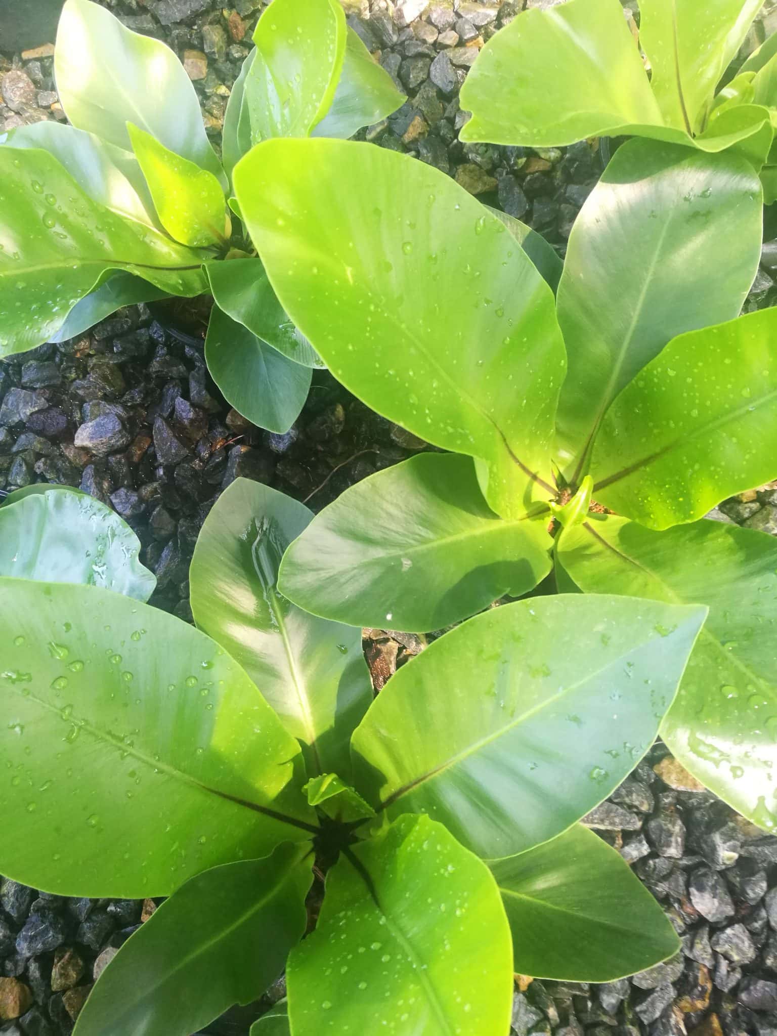 เฟิร์นข้าหลวง