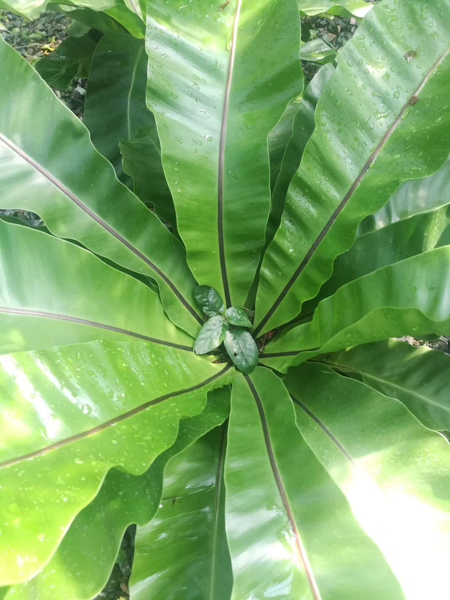 เฟิร์นข้าหลวง