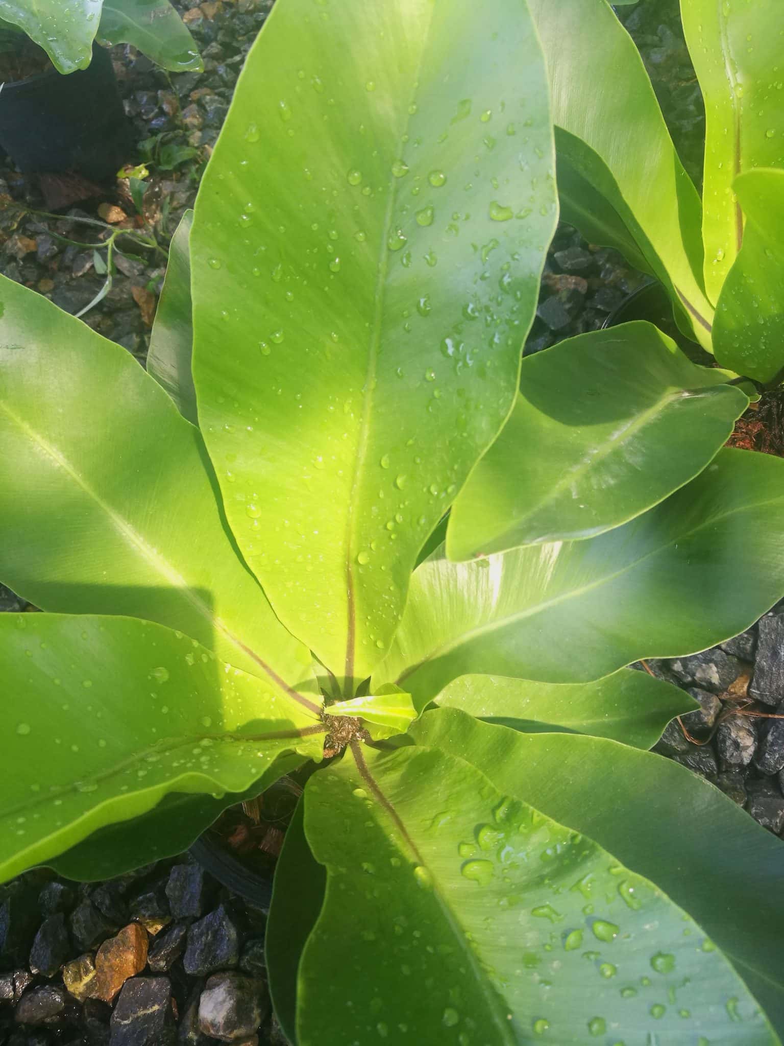 เฟิร์นข้าหลวง