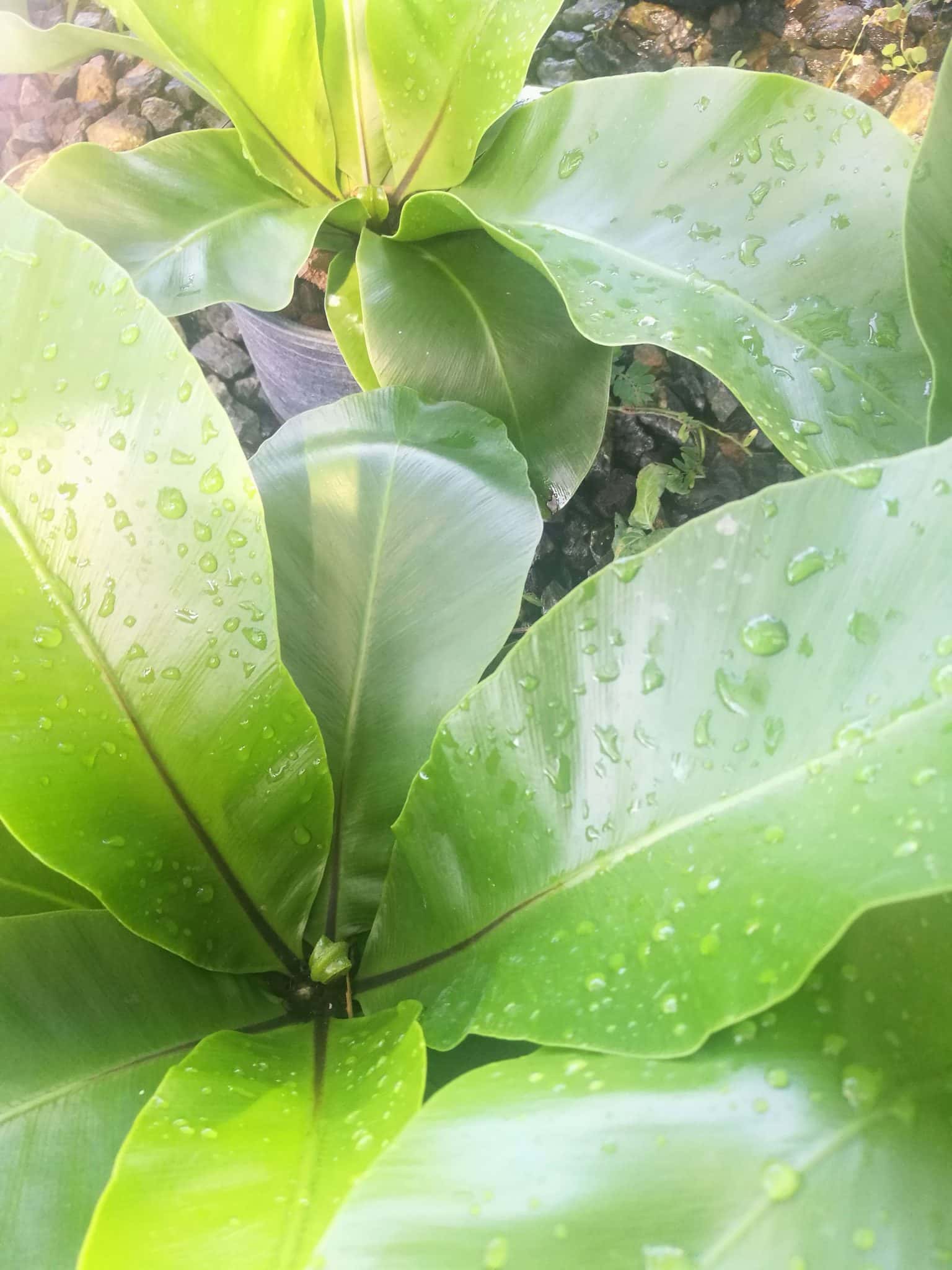 เฟิร์นข้าหลวง