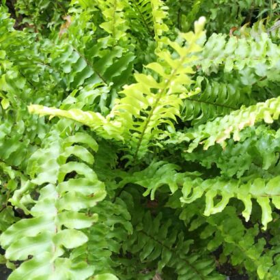 เฟิร์นบอสตัน