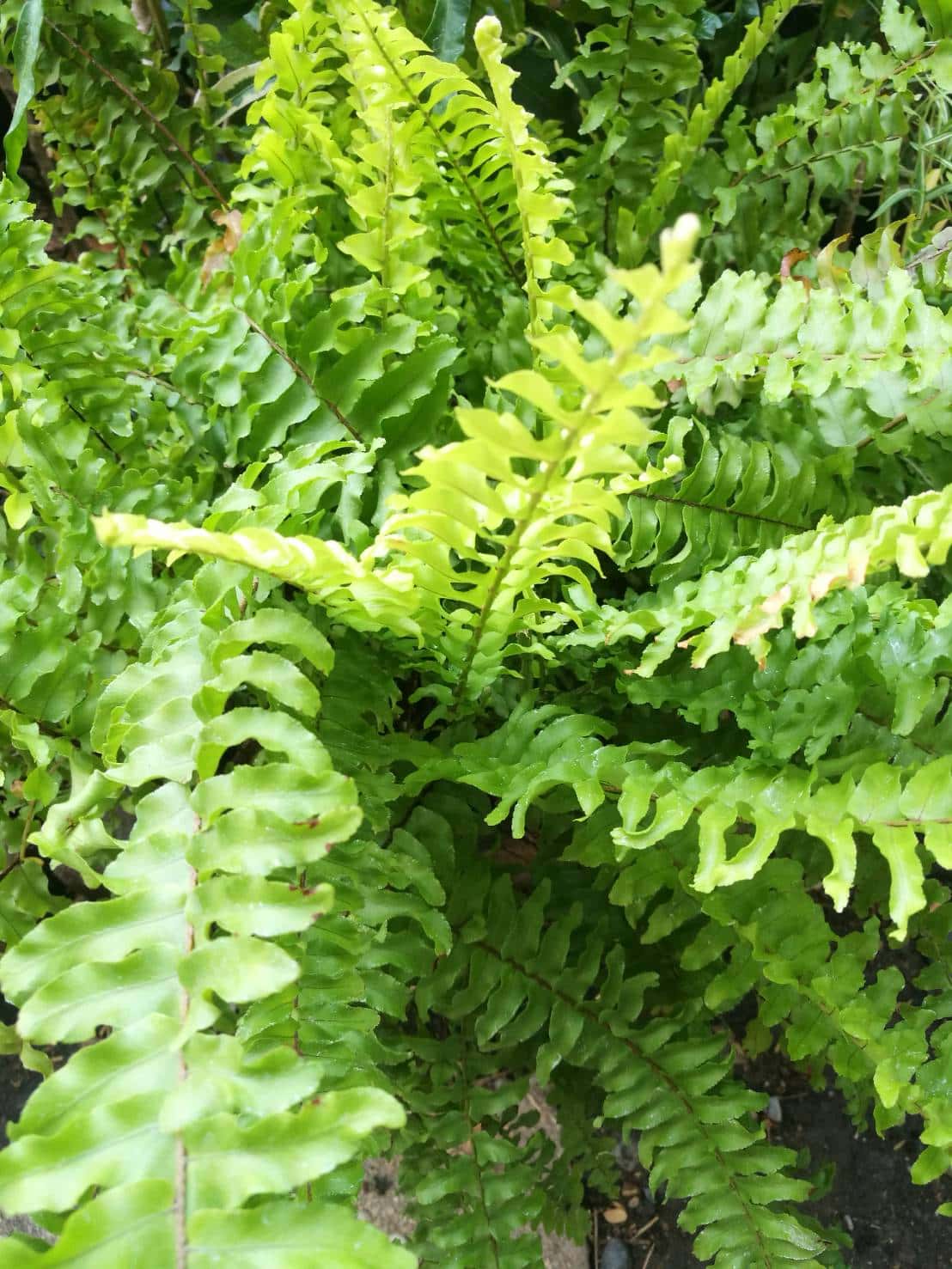 เฟิร์นบอสตัน